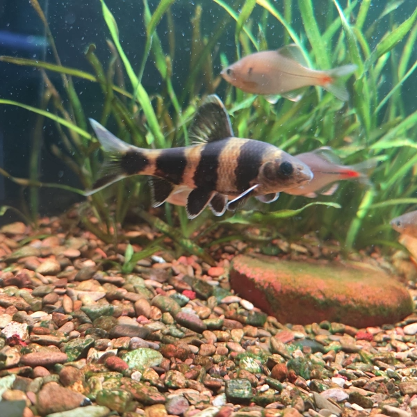 华鳈冷水鱼养鱼石斑鱼活体溪石斑溪流鱼原生鱼小型溪石斑鱼淡水