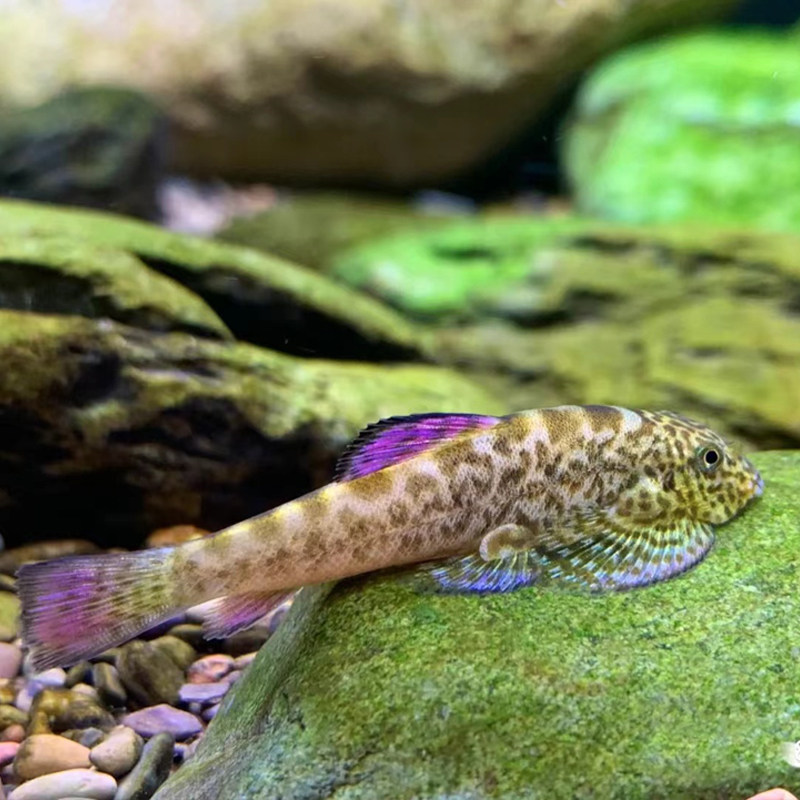 紫鳍吸鳅鱼原生冷水工具鱼清道夫除藻能手麦氏方氏圆斑拟腹活体鱼