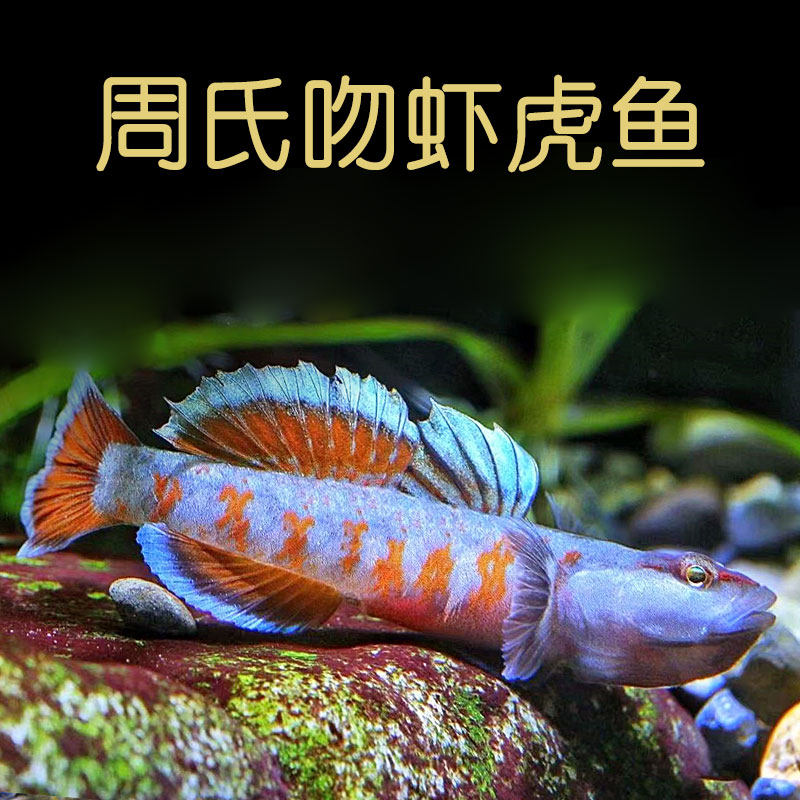 周氏吻虾虎血红虾虎喷点周氏原生溪流冷水观赏小型虾虎鱼不加温