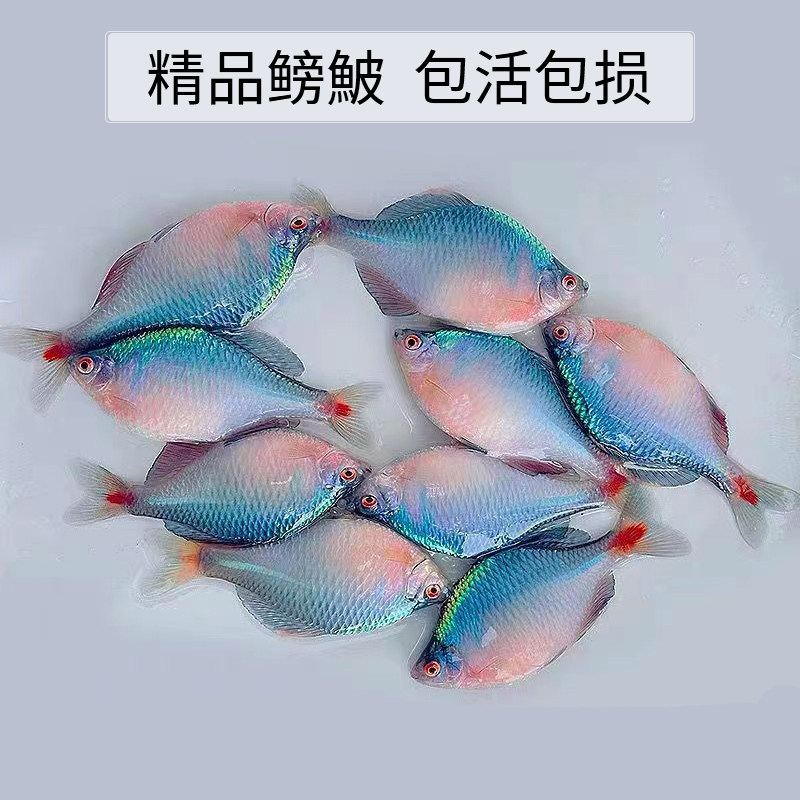 原生群游鱼高体鳑鮍鱼淡水观赏七彩石旁皮除藻冷水鱼活体小型鱼苗