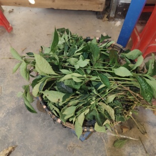 黑面将军苗正宗化石草盆栽大叶蛇草地毯草脆叶马兰黑将军乌面将军