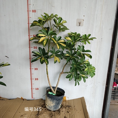 老桩鸭脚木绿植 拍照选款鸭脚木盆栽苗 鹅掌柴吸甲醛植物多分枝