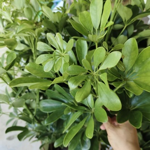 鸭脚木苗招财树吸甲醛鹅掌柴苗七叶莲绿植可水培植物盆栽八方来财