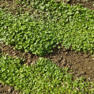 广东新鲜破铜钱草落得打鱼鳞草天胡荽种植苗 铺地锦 新鲜遍地锦