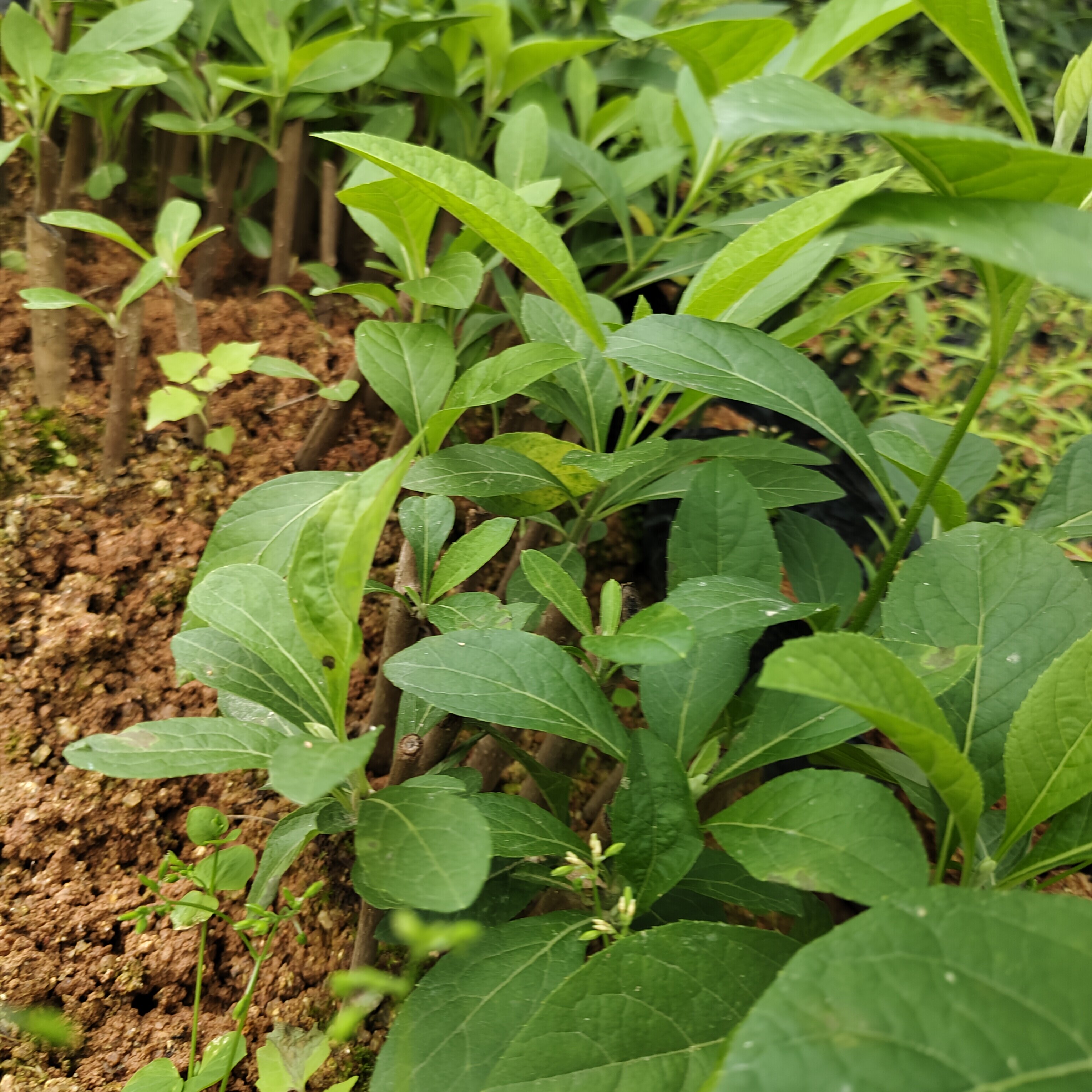 南非叶扁桃斑鸠菊苦茶苗将军叶苗桌面绿植