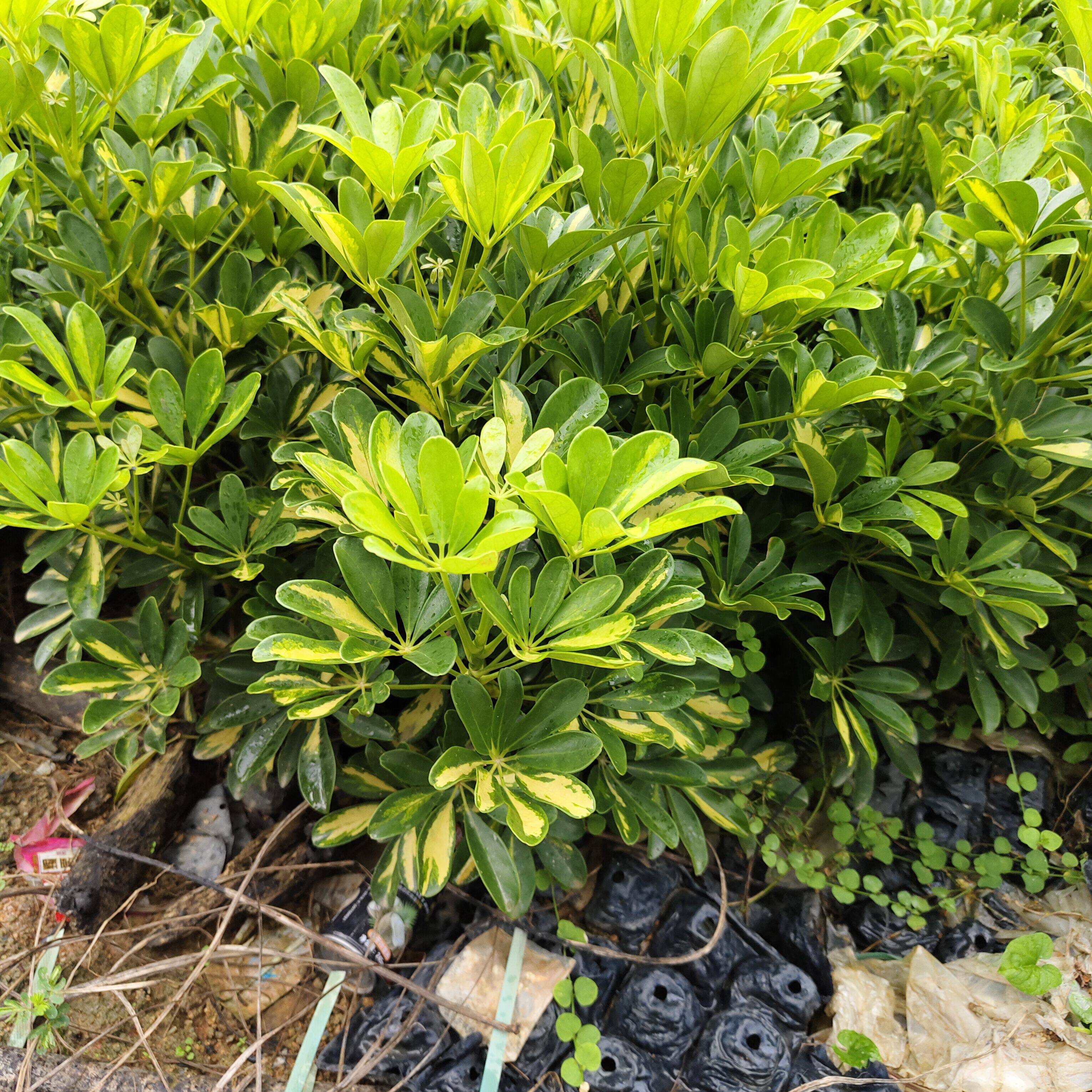 黄金鸭脚木 鸭掌木 耐阴盆栽 绿植带土发货招财树 八方来财吸甲醛