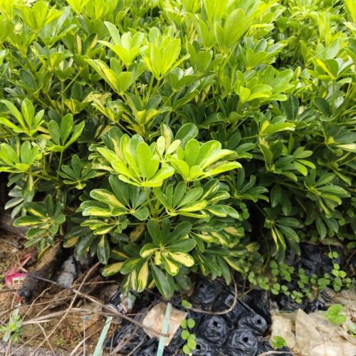 黄金鸭脚木 鸭掌木 耐阴盆栽 绿植带土发货招财树 八方来财吸甲醛