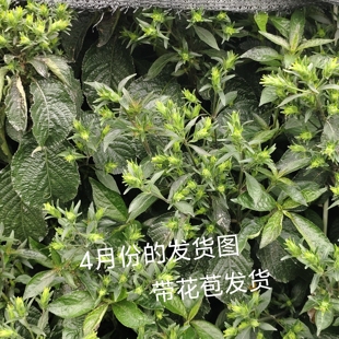 黑面将军苗正宗化石草盆栽大叶蛇草地毯草脆叶马兰黑将军乌面将军