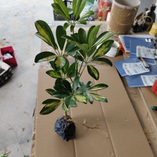 黄金鸭脚木 八方来财绿植 室内绿植四季常青植物 七叶莲盆栽苗