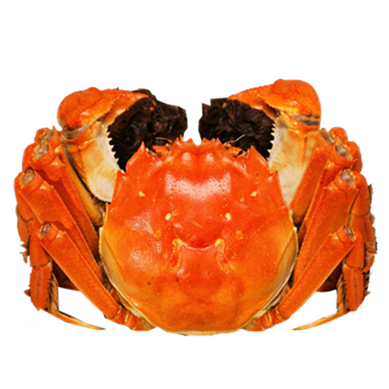 精品足两公蟹6两母5两半斤大闸蟹