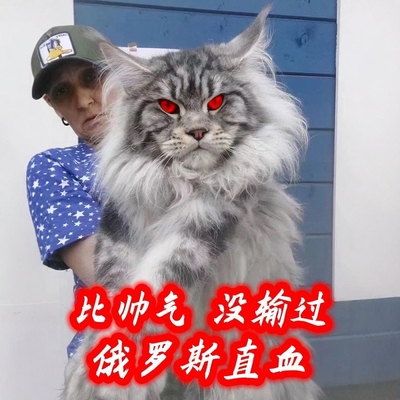 纯种缅因猫幼猫大型长毛宠物猫霸气银虎斑赛级大脚森林猫烟灰色猫