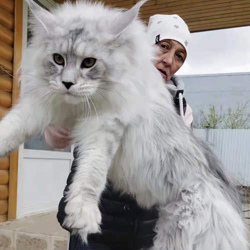 当地缅因猫猫舍当天可送达