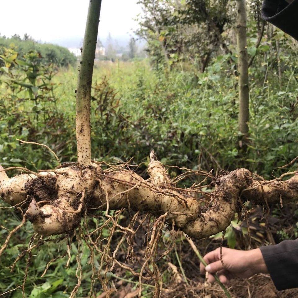 新鲜黄精笔管菜鲜黄精老虎姜野生黄精野生鸡头黄精滋补品泡酒泡茶