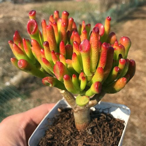 吸财树 多头群生老桩大棵 多肉植物造型桩子新手易种简单寓意好