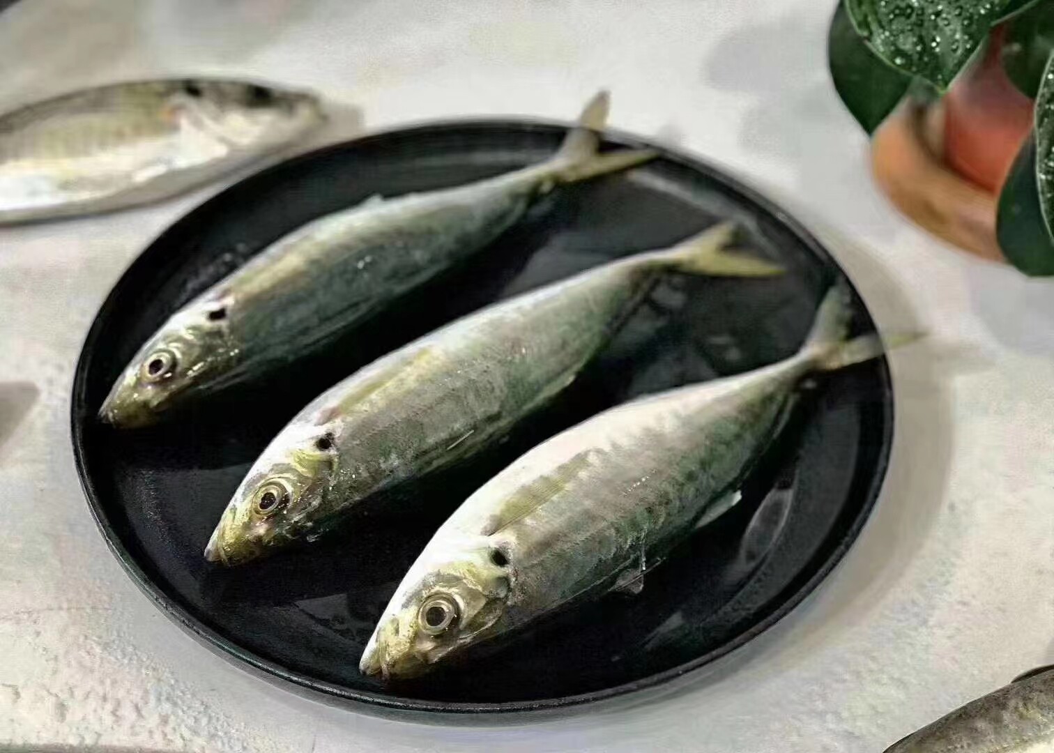 东山岛海鲜 巴浪鱼 竹荚鱼  灯照速冻 海捕 一斤3条到9都有  包邮