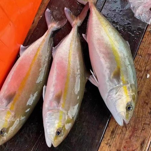 东山岛海鲜 章红鱼 红甘放血刺身日料店 鲜寄 一条8斤到14斤 包邮