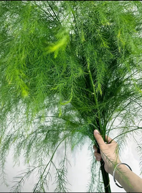 网红芦荀草婚庆手捧花拱门背景墙桌花水培装饰配草客厅鲜枝直发