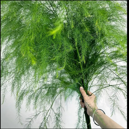 芦荀草婚庆拱门手捧用花基地直发