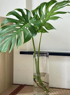 新鲜龟背叶鲜切枝水养客厅办公室内绿植宴会布置配叶配草水培植物