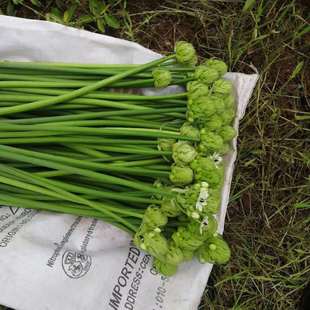 雀梅天鹅绒鲜切花水养办公室内客厅家用时令水培鲜花云南基地直发