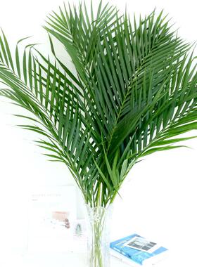 新鲜散尾葵散尾叶鲜切枝配叶配草水养客厅室内宴会布置插花直发