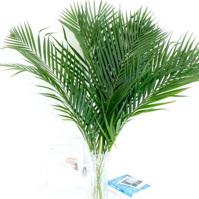 圣诞树干枝切花水培植物