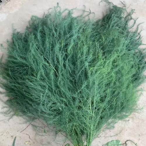芦荀草芦笋草鲜切枝婚庆节日用花