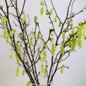 含羞花耳坠花鲜切花年宵花水养室内客厅水培花材装 饰插花云南直发