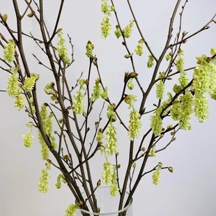 含羞花耳坠花鲜切花年宵花水养室内客厅水培花材装饰插花云南直发