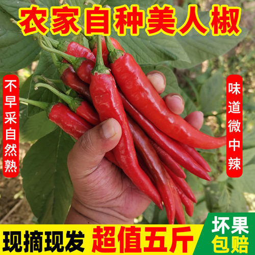新鲜现摘农家自种红辣椒