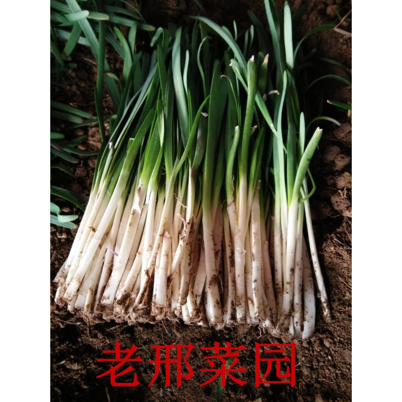 新鲜韭菜苔现摘现发大地露天韭菜宽叶窄叶山东烟台顺丰包邮
