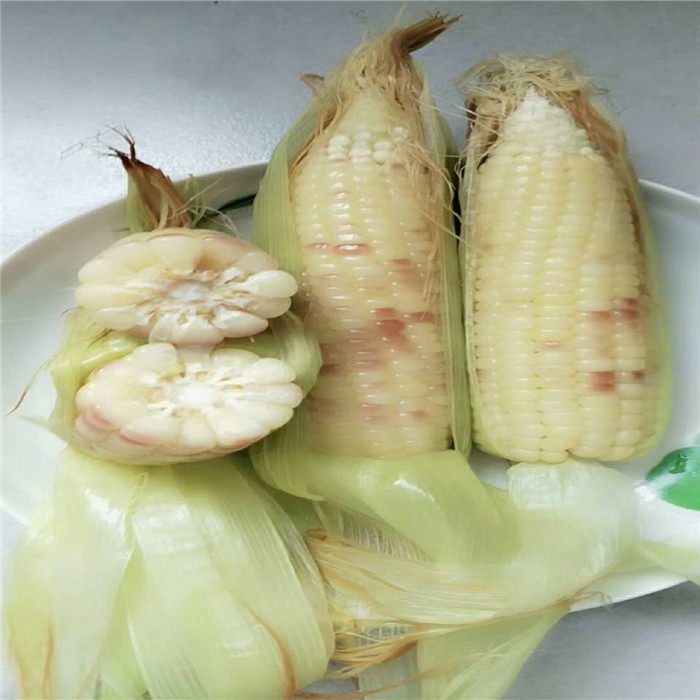 Xishuangbanna Waxy maize Banna Corn Sweet glutinous rice Corn vacuum packing 4 pounds 10 rootin the Agri rice/Dried foods/Condiment , Meter/Flour/Grains , Corn  category - from Buy2taobao.com to provide professional Taobao agent buy service