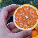 北树宜昌爆汁橙九月红脐橙当季 现摘现发橙子新鲜水果爆汁纯甜整箱