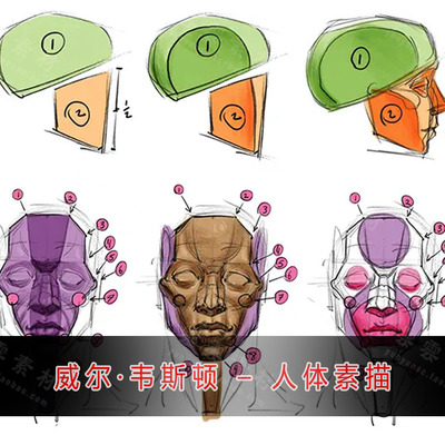 Will Weston威尔·韦斯顿素描人体结构学精要中文字幕