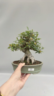 禅意日本金豆微型盆景盆栽大树大根盘原生进口矮霸老桩精品实物