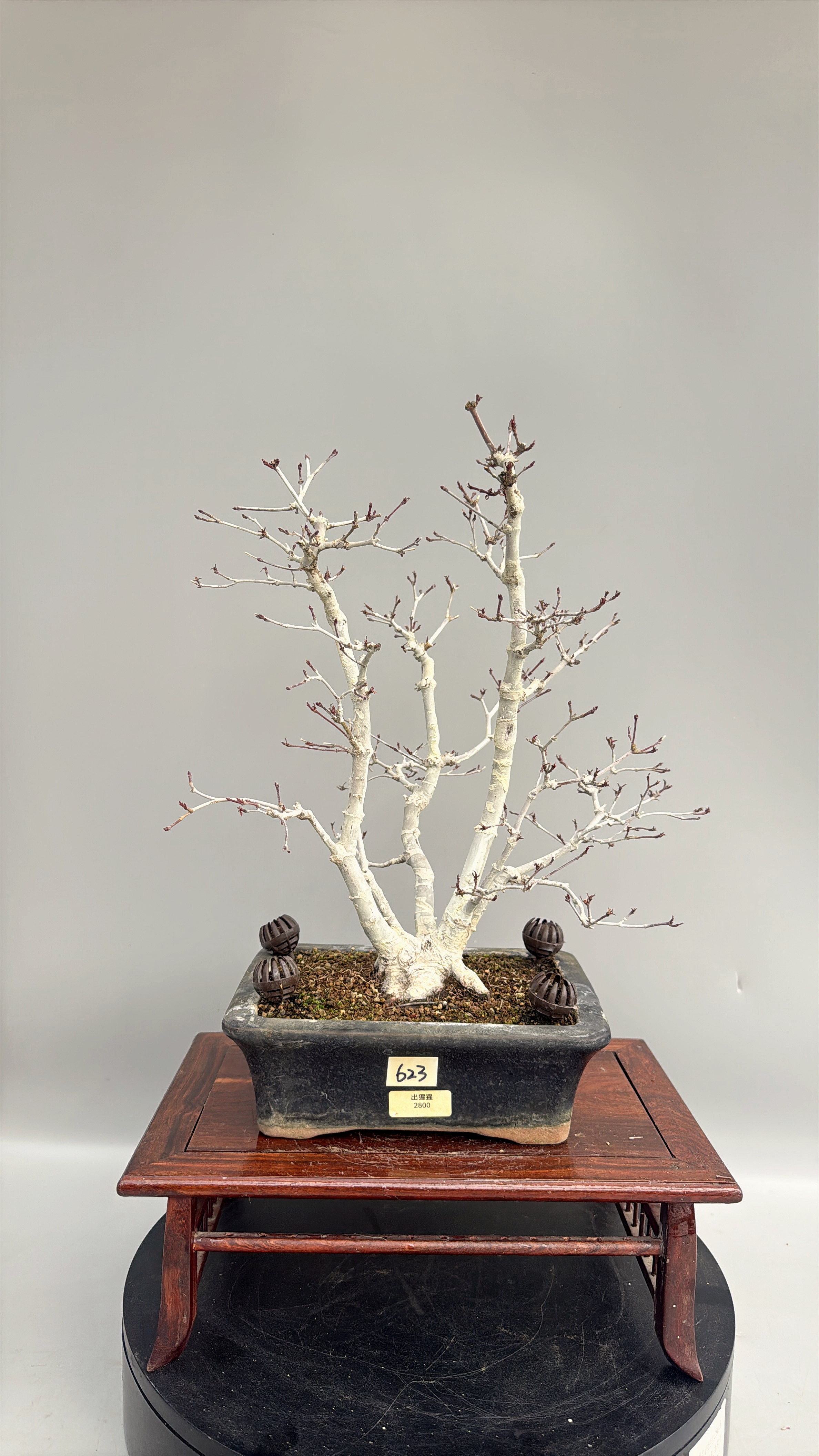 禅意日本进口红枫出猩猩丛林原生老桩盆景老桩精品绿植阳台茶台,鲜花速递/花卉仿真/绿植园艺,造型盆景,淘宝优惠券,粉丝福利购,淘宝优惠卷