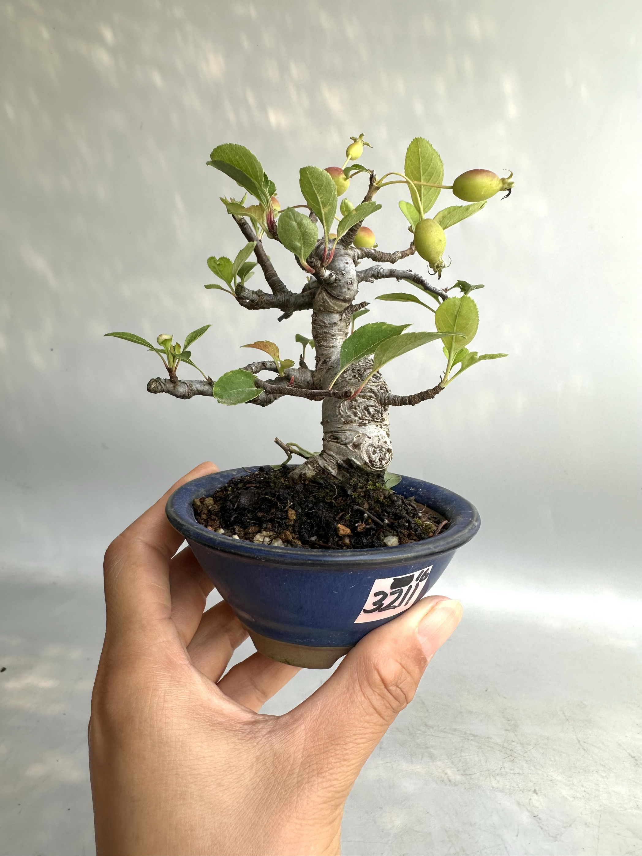 禅意日本姬美好苹果微型盆景盆栽原生进口小老桩开花结果桌面绿植