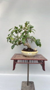 禅意日本茶梅出云大社小叶微型盆景盆栽原生进口老桩精品实物小品
