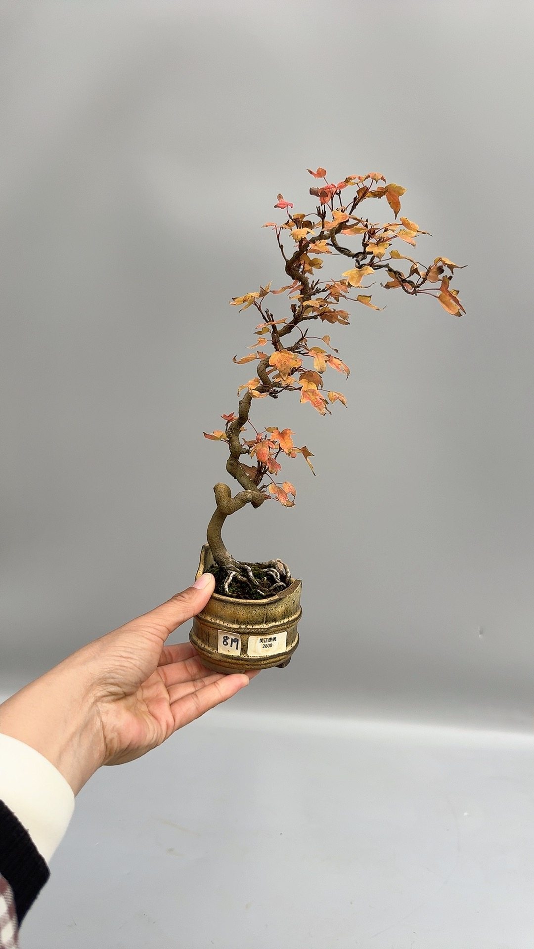日本关野正唐枫文人大树微型微型盆景原生进口老桩小品掌上绿植,鲜花速递/花卉仿真/绿植园艺,造型盆景,淘宝优惠券,粉丝福利购,淘宝优惠卷