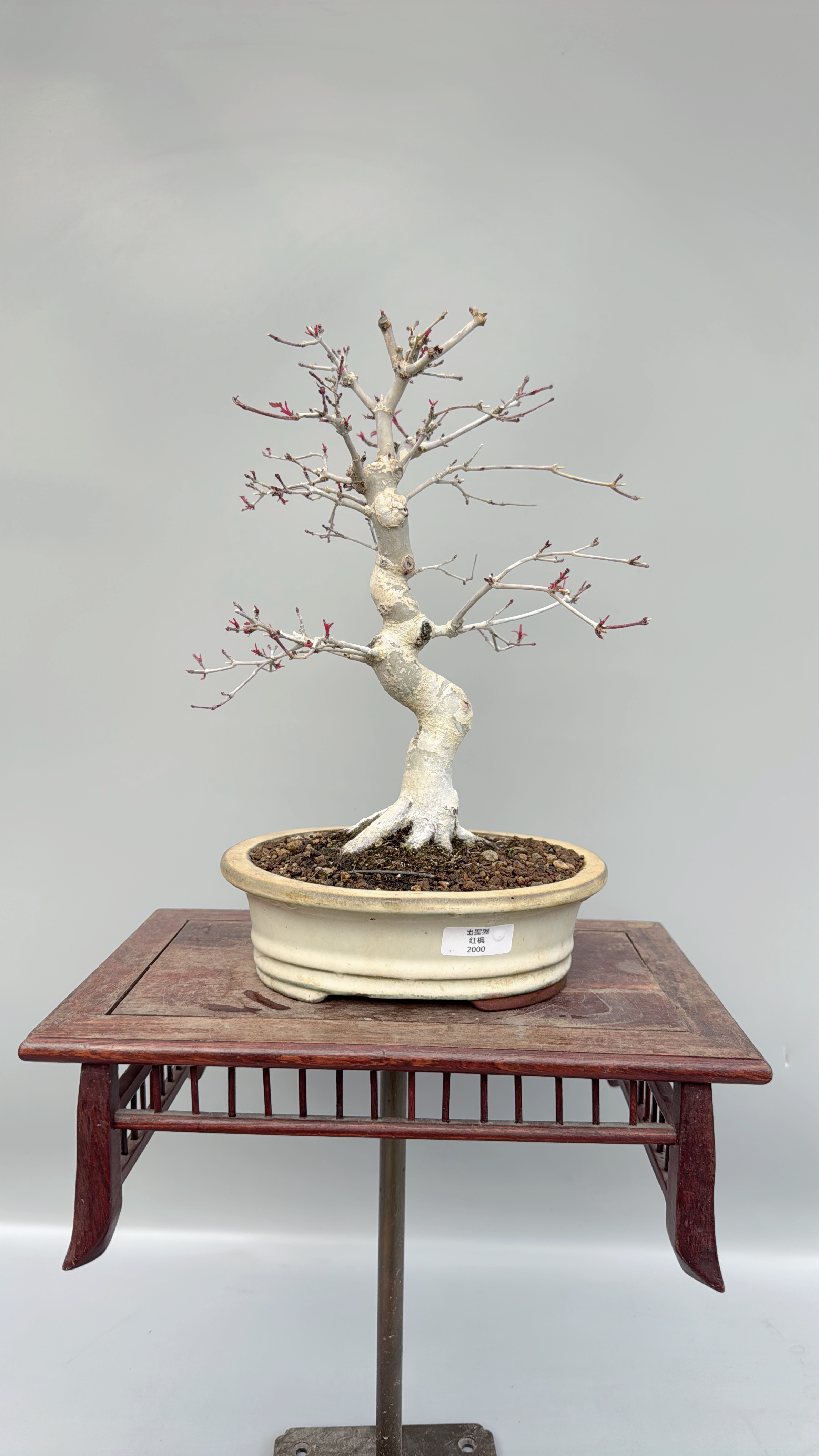 日本出猩猩红枫树大树文人微型盆景原生进口老桩精品实物小品掌上
