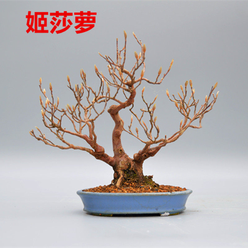 禅意日本矮霸姬莎萝微型盆景盆栽实物老桩进口展会级精品夏茶花