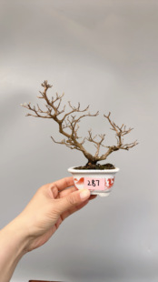 禅意日本进口紫珠结果微型盆景盆栽实物小品原生老桩造型绿植原生