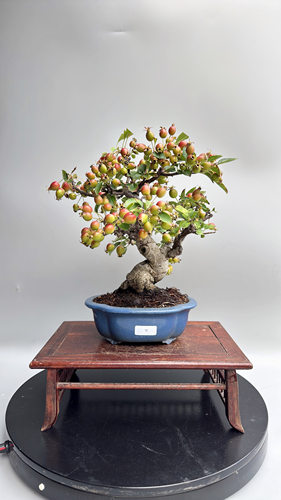 禅意姬美好苹果微型盆景老桩结果好养办公桌阳台绿植造型实物进口