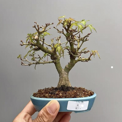 品种红枫原生实物小叶黄金枫团扇