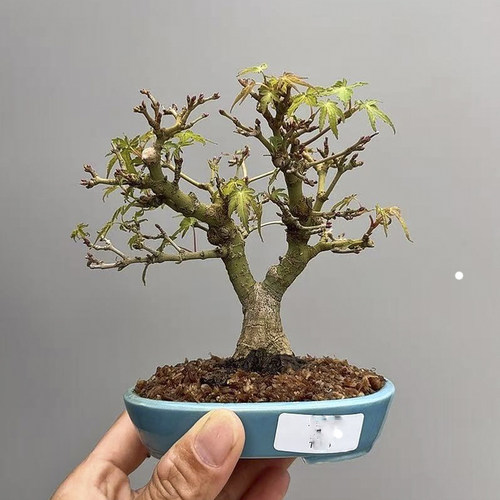 品种红枫原生实物小叶黄金枫团扇