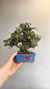 日本进口秋胡秃子开花结果微型盆景精品老桩造型绿植原生大树型