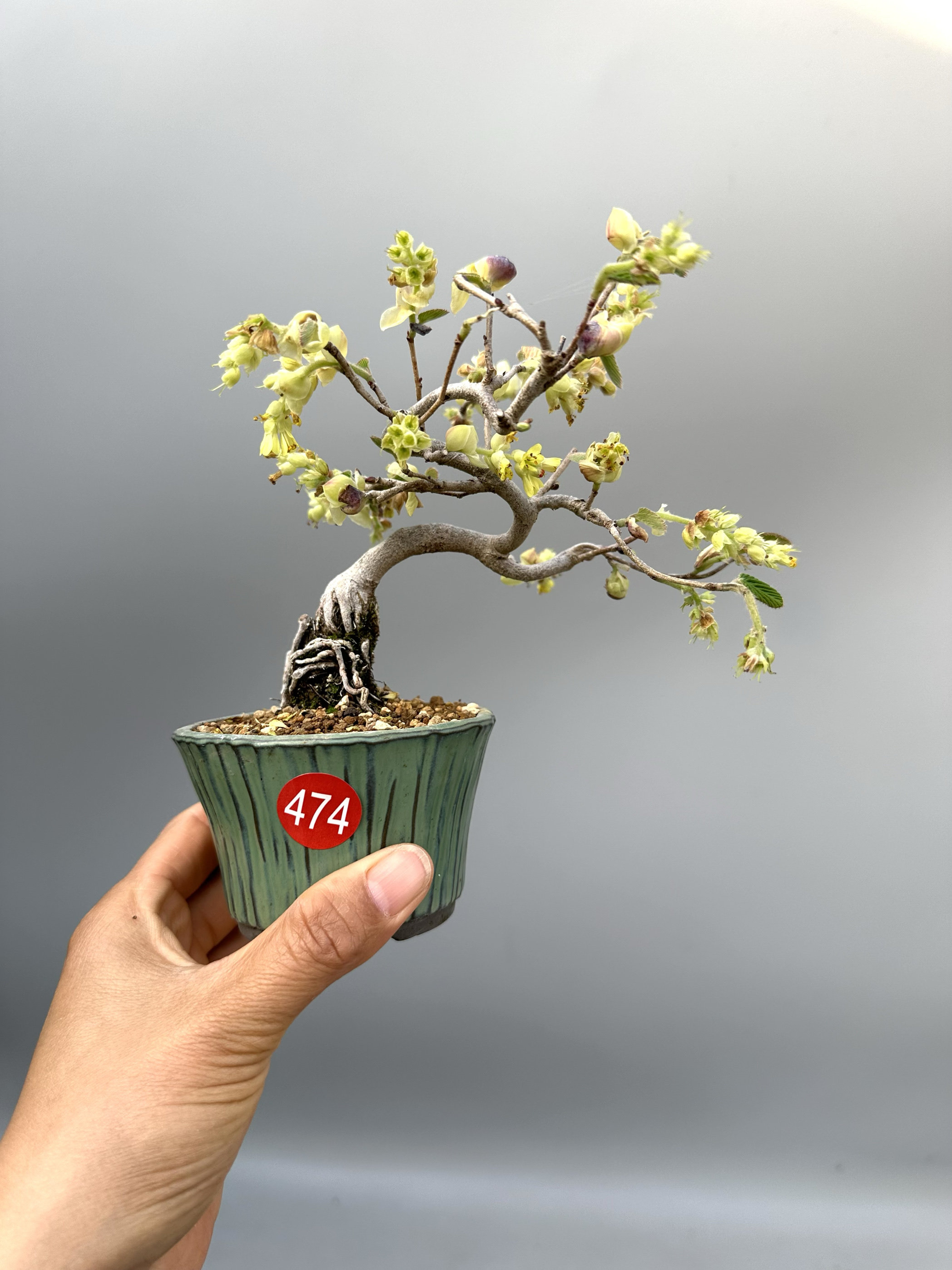 禅意日本进口土佐水木微型盆景盆栽临水实物蜡瓣花掌上茶台绿植