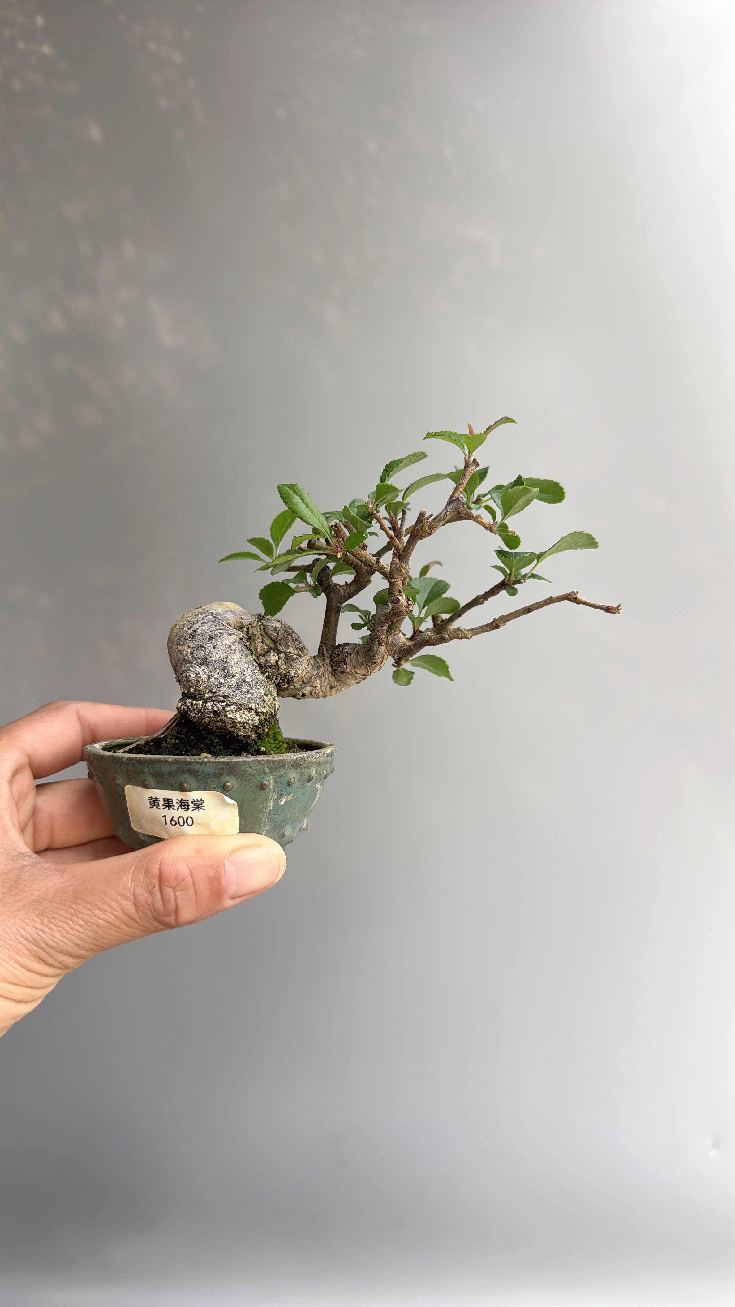 禅意日本海棠临水进口微型盆景盆栽实物老桩造型原生进口绿植花卉