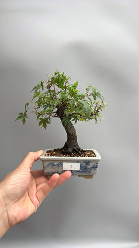 禅意日本荒皮山红叶微型盆景大树文人造型大根盘小品绿植盆栽实物