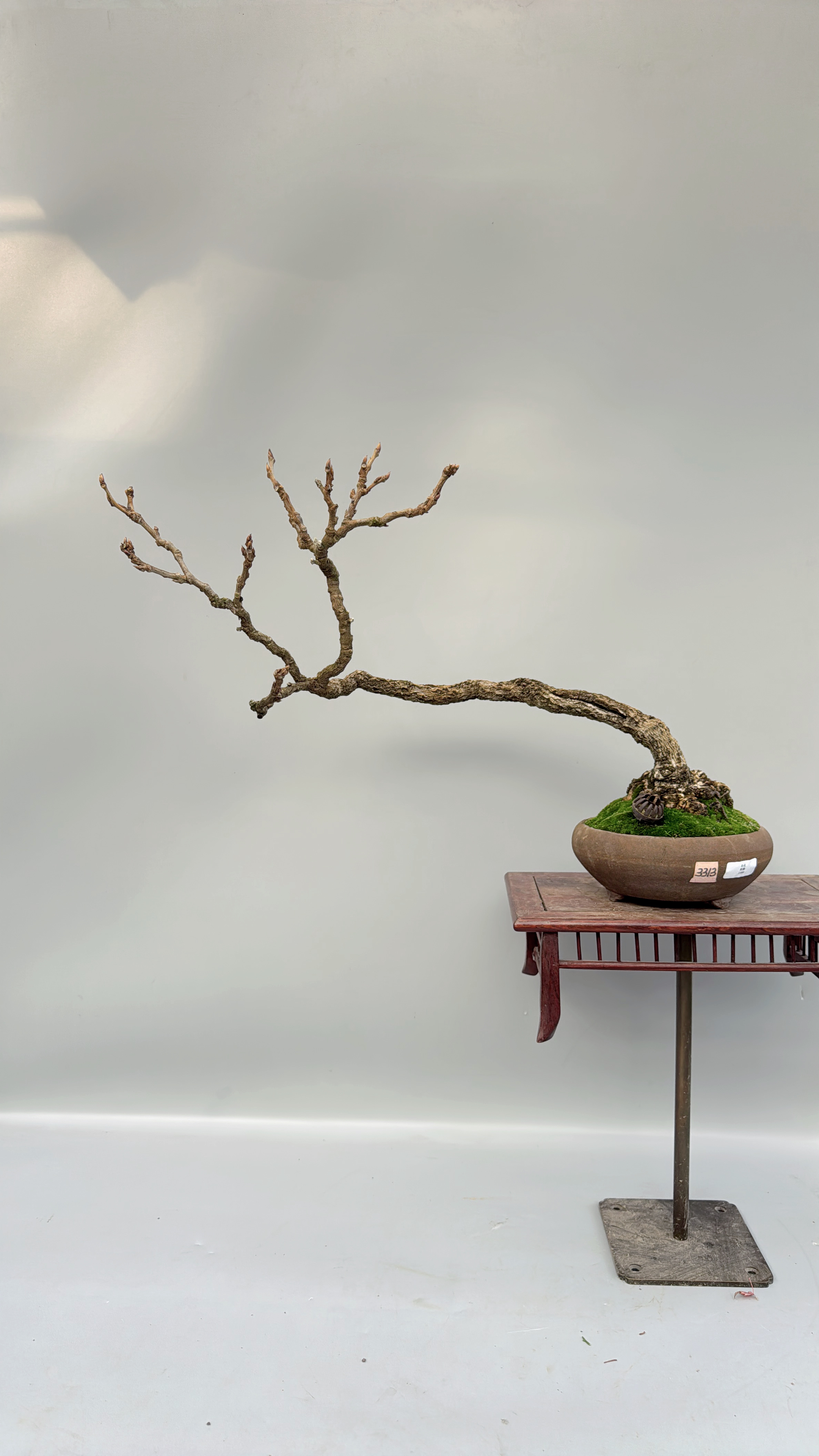 禅意日本丰花紫藤大根盘小叶红微型盆景原生进口老桩精品实物小品